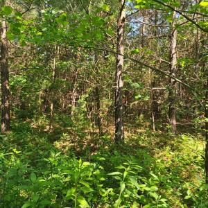 Photo #14 of Earley Farm Road, Madison Heights, VA 66.1 acres