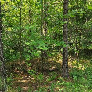 Photo #4 of Earley Farm Road, Madison Heights, VA 66.1 acres