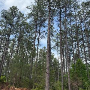 Photo #54 of 4040 Norwood Road, Gladstone, VA 405.2 acres