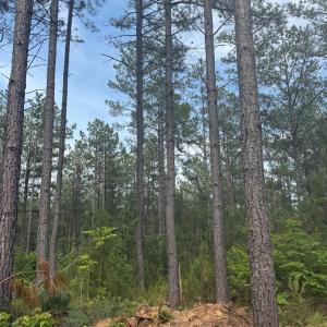 Photo #58 of 4040 Norwood Road, Gladstone, VA 405.2 acres