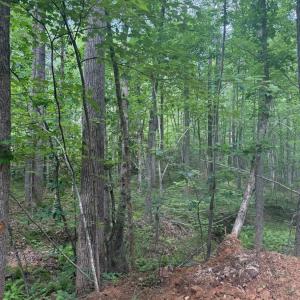 Photo #60 of 4040 Norwood Road, Gladstone, VA 405.2 acres
