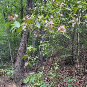 Photo #2 of Christian Mill Creek Rd., Amherst, VA 45.4 acres