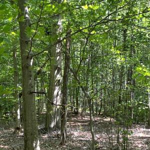 Photo #6 of Christian Mill Creek Rd., Amherst, VA 45.4 acres