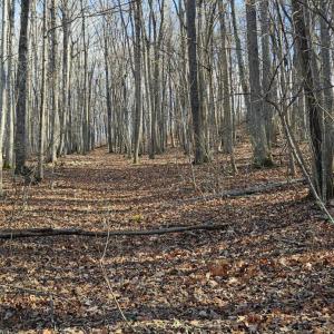 Photo #4 of Major Graham, Wytheville, VA 17.0 acres