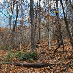 Photo #6 of Major Graham, Wytheville, VA 17.0 acres