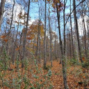 Photo #5 of Major Grahams, Wytheville, VA 22.0 acres