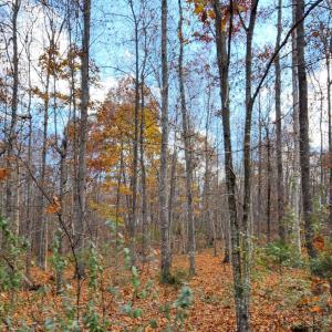 Photo #6 of Major Grahams Road, Wytheville, VA 38.3 acres