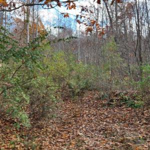 Photo #5 of Major Grahams Road, Wytheville, VA 38.3 acres
