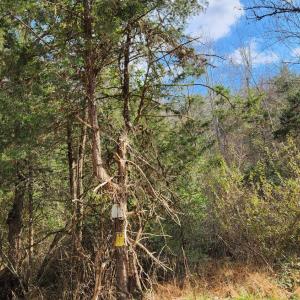 Photo #4 of Major Grahams, Wytheville, VA 17.3 acres