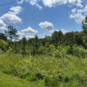 Photo #6 of Mini Ball Lane, Appomattox, VA 69.5 acres
