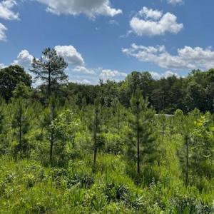 Photo #5 of Mini Ball Lane, Appomattox, VA 69.5 acres