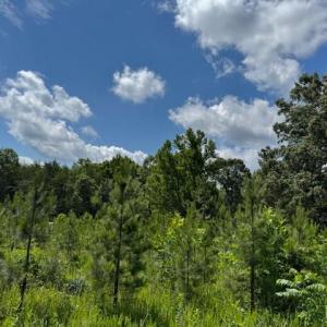 Photo #3 of Mini Ball Lane, Appomattox, VA 69.5 acres