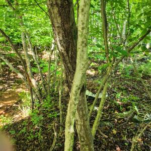 Photo #8 of Forest Shores Road, Wirtz, VA 0.7 acres