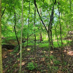 Photo #3 of Forest Shores Road, Wirtz, VA 0.7 acres