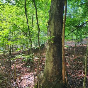 Photo #4 of Forest Shores Road, Wirtz, VA 0.7 acres