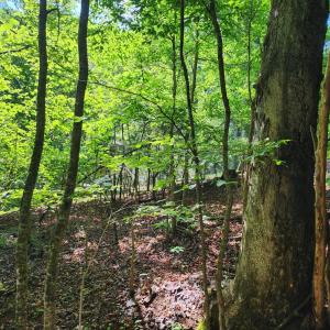 Photo #5 of Forest Shores Road, Wirtz, VA 0.7 acres