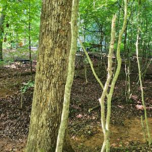 Photo #6 of Forest Shores Road, Wirtz, VA 0.7 acres