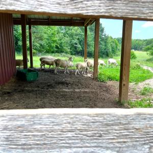 Photo #5 of 150 Mt. Zion Road, Phenix, VA 29.3 acres