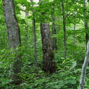 Photo #2 of Mt Airy Farm Road, Gretna, VA 11.8 acres