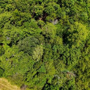 Photo #19 of Sandy Road, Gretna, VA 86.2 acres
