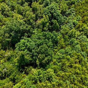 Photo #22 of Sandy Road, Gretna, VA 86.2 acres