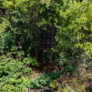 Photo #26 of Sandy Road, Gretna, VA 86.2 acres