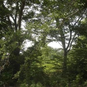 Photo #4 of Lowesville Road, Piney River, VA 6.5 acres