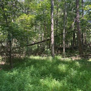 Photo #2 of Cheatham Road, Monroe, VA 27.5 acres