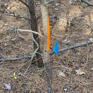 Photo #8 of Felix Road, Nathalie, VA 19.8 acres