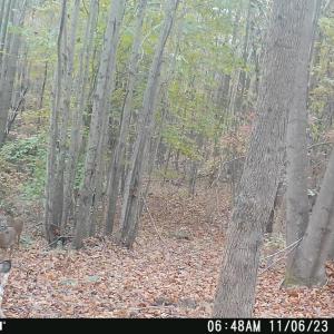 Photo #4 of Felix Road, Nathalie, VA 19.8 acres