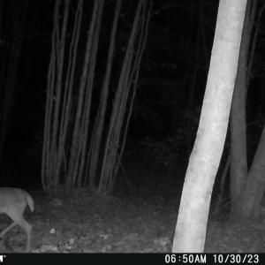 Photo #10 of Felix Road, Nathalie, VA 19.8 acres