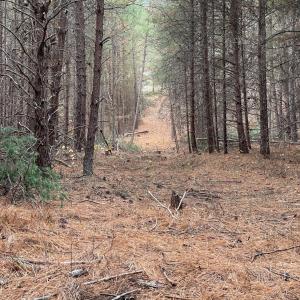 Photo #7 of Felix Road, Nathalie, VA 19.8 acres