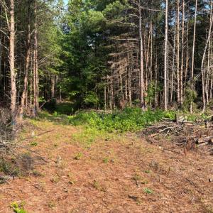 Photo #3 of Felix Road, Nathalie, VA 19.8 acres