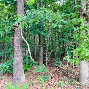 Photo #4 of Main Street, Hurt, VA 27.3 acres