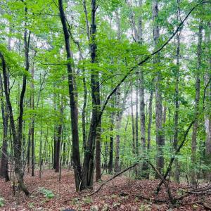 Photo #3 of Main Street, Hurt, VA 27.3 acres