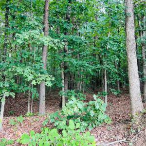 Photo #6 of Main Street, Hurt, VA 27.3 acres