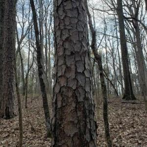 Photo #35 of Deal, Mooresville, NC 49.3 acres