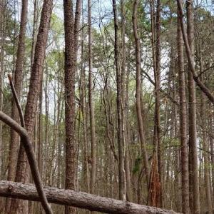 Photo #27 of Deal, Mooresville, NC 49.3 acres