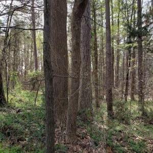 Photo #15 of Deal, Mooresville, NC 49.3 acres