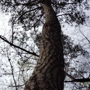 Photo #29 of Deal, Mooresville, NC 49.3 acres