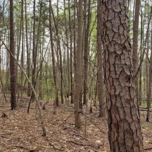 Photo #23 of Deal, Mooresville, NC 49.3 acres