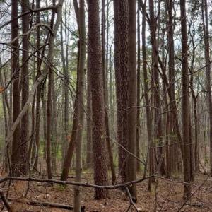 Photo #24 of Deal, Mooresville, NC 49.3 acres