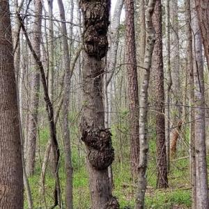 Photo #32 of Deal, Mooresville, NC 49.3 acres