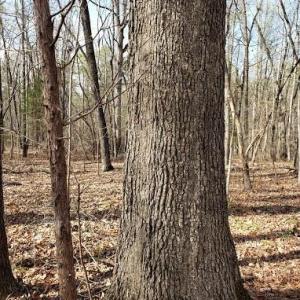 Photo #34 of Deal, Mooresville, NC 49.3 acres