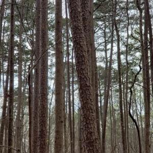 Photo #25 of Deal, Mooresville, NC 49.3 acres