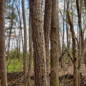 Photo #28 of Deal, Mooresville, NC 49.3 acres