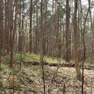 Photo #19 of Deal, Mooresville, NC 49.3 acres