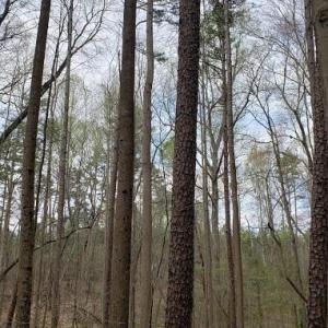 Photo #22 of Deal, Mooresville, NC 49.3 acres