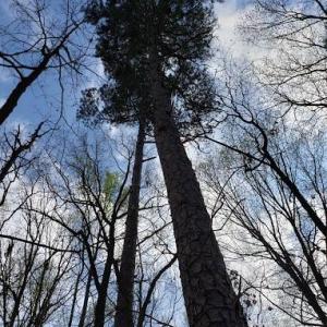 Photo #36 of Deal, Mooresville, NC 49.3 acres