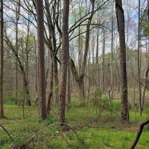 Photo #17 of Deal, Mooresville, NC 49.3 acres
